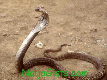 hausa cobra snake pdp