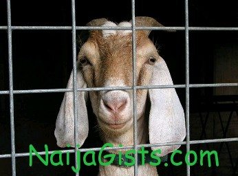 goats arrested in nigeria police