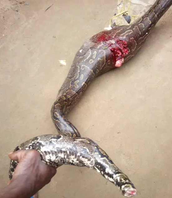 Snake Swallowing Porn - Photos & Video: Python Snake Swallows Sallah Goat In Lagos State Nigeria -  NaijaGists.com - Proudly Nigerian DIY Motivation & Information Blog