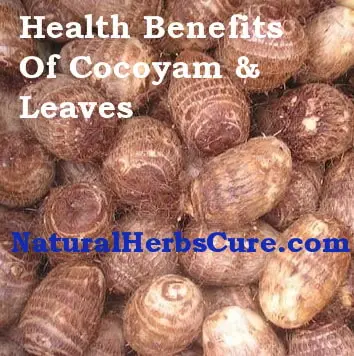 health benefits side effects cocoyam leaves