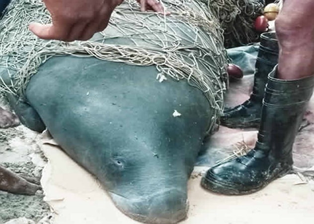 sea cow caught lagos nigeria