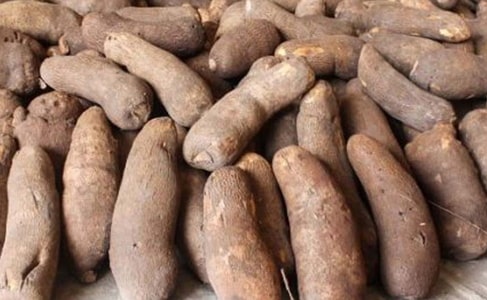 how to start yam supply farming business nigeria