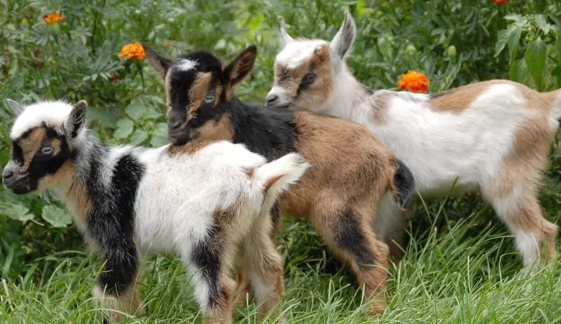 nigerian dwarf goats buck