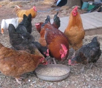 How To Make Chicken Poultry Feed Broilers Layers nigeria
