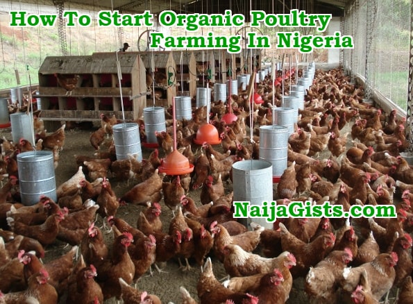 how to start organic poultry farming nigeria