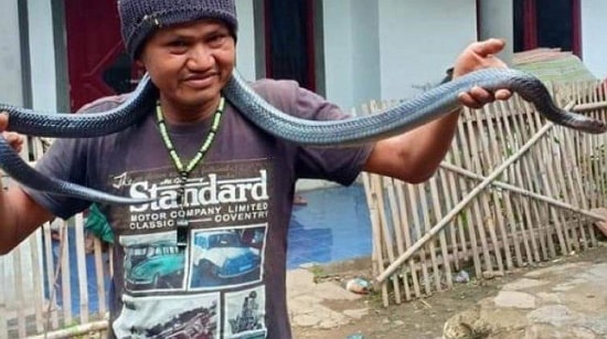 python strangles owner indonesia