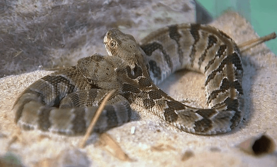 two headed snake new jersey