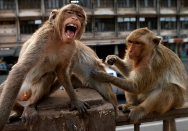 monkeys steal covid 19 test samples delhi india