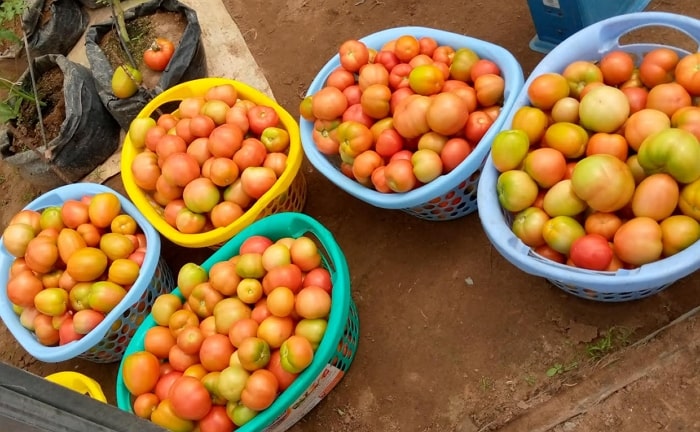 zero hunger fighter nigeria