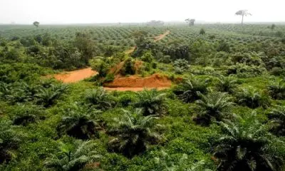 100 year old land grabber ibadan